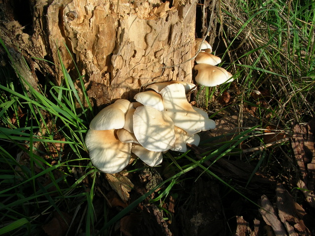 lungo il fiume Secchia: Agrocybe aegerita.